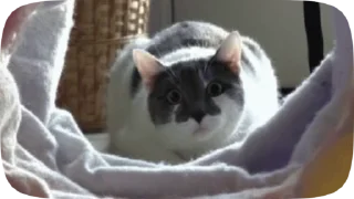 🙀