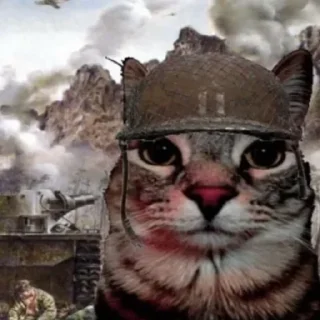 🙀
