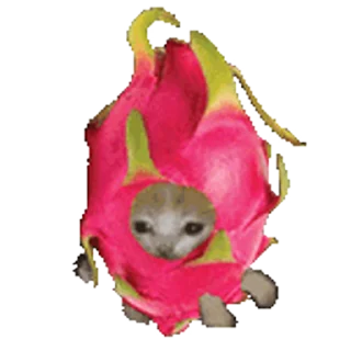 🐈