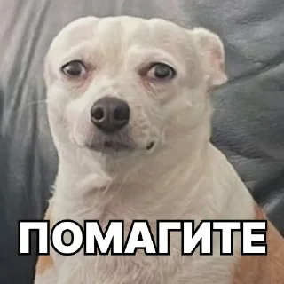 🙀