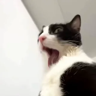 👅