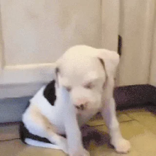 💤