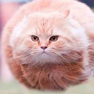 🤩