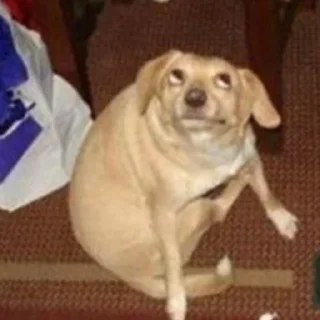 🐶