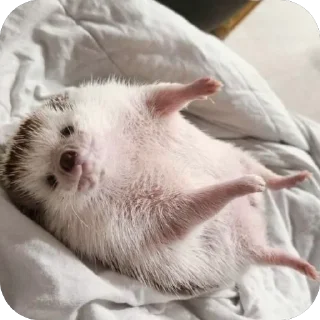 😇