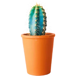 🌵