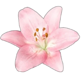 🌸