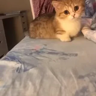 😻