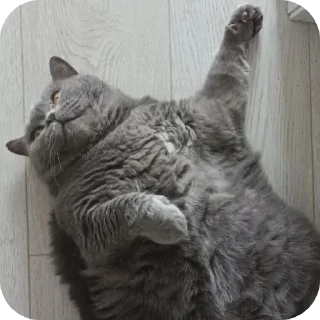 🐱