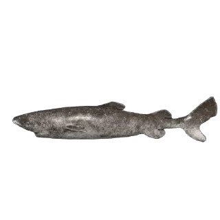 🦈