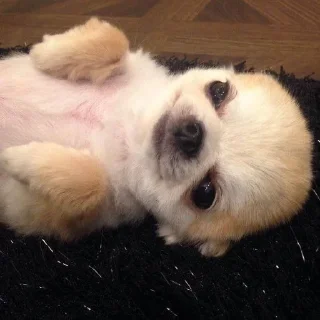 🐶