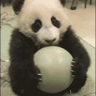 🐼