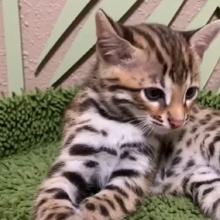 🤩