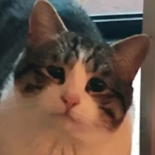 😿