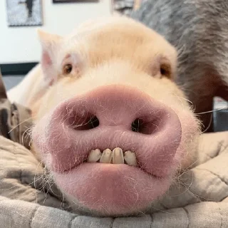 🐷
