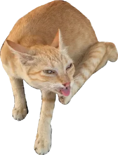 😽