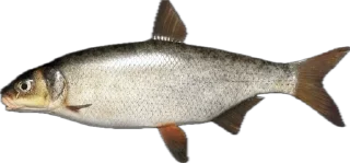 🐟