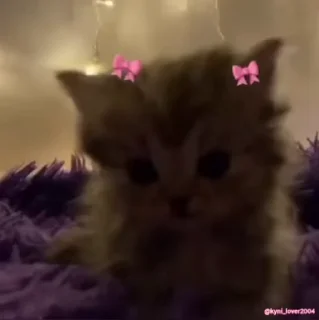 🎀