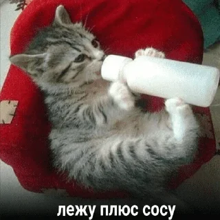 😺