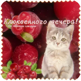 🐱