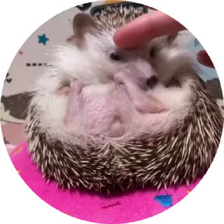 🦔