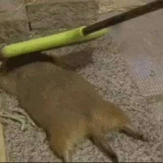 🦫