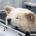 🐶