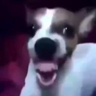 😂