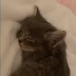 😴