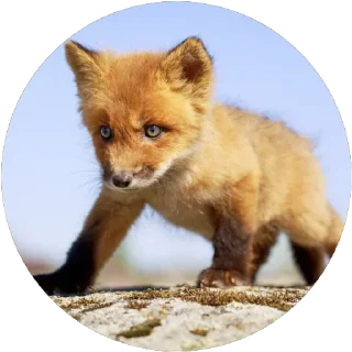 🦊