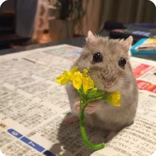 🌷
