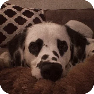 🐶