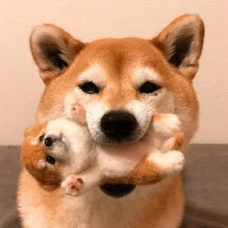 🐶