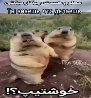 🦫