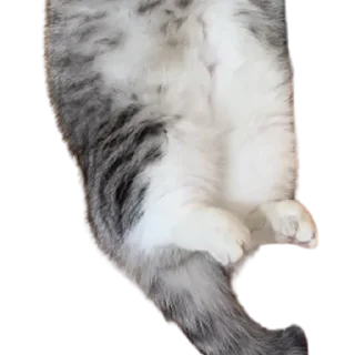 😺
