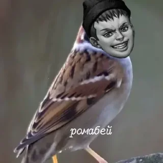 🦉