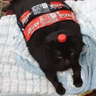 😺