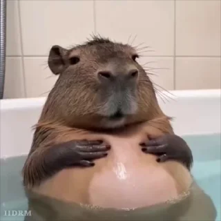 🐾