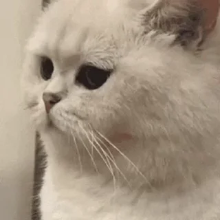 🐱