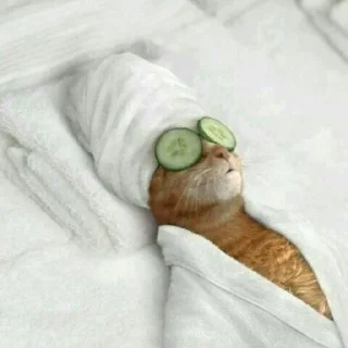 🐈