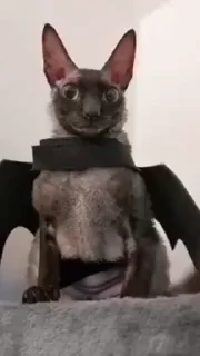 🤩