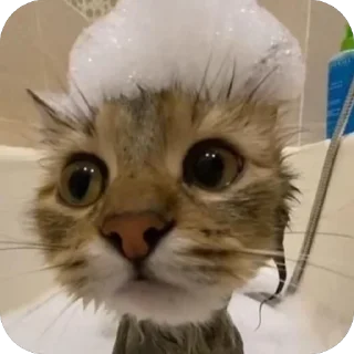 🐱