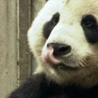 🐼