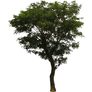 🌳