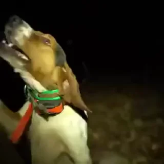 🐶