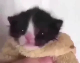 🐱