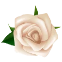 🌺