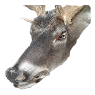 🦌