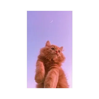 🌆