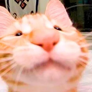 🐁
